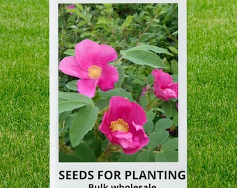 Bulk wholesale seeds for planting, Rosa woodsii seeds, Common Wild Rose, Mountain Rose, Woods' Rose, lot 66 seeds