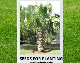 Bulk wholesale seeds for planting, Sabal mexicana + seeds, Mexican Palmeto, Rio Grande Palmetto, Texas Palmetto, lot 10 seeds