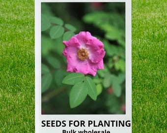 Bulk wholesale seeds for planting, Rosa davidii seeds, Father David's Rose, lot 60 seeds
