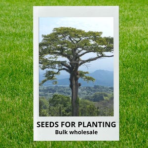 May include: A photograph of a tree with a large, spreading canopy, set against a backdrop of mountains and a blue sky. The image is presented within a white frame, with the text "SEEDS FOR PLANTING" and "Bulk wholesale" at the bottom.
