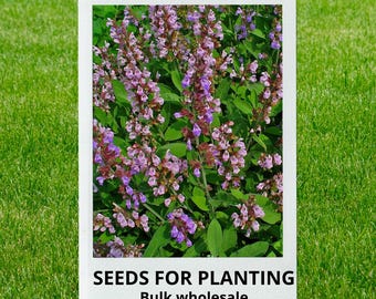 Bulk wholesale seeds for planting, Salvia officinalis seeds, Broadleaf Sage, Common Sage, Garden Sage, Kitchen Sage, Sage, lot 95 seeds