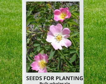 Bulk wholesale seeds for planting, Rosa dumalis seeds, Glaucous Dog Rose, lot 8 seeds