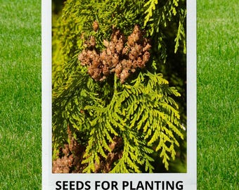 Bulk wholesale seeds for planting, Thuja plicata seeds, Western Red Cedar, Western Redcedar, lot 30 seeds