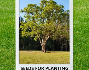 Bulk wholesale seeds for planting, Toona ciliata seeds, Australian Red Cedar, Indian Mahogany, Red Cedar, Suren, lot 46 seeds
