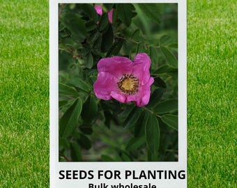 Bulk wholesale seeds for planting, Rosa davurica seeds, Amur Rose, Cinnamon Rose, Daurian Rose, lot 69 seeds