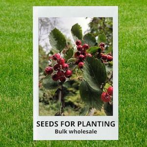 May include: A polaroid-style image featuring a close-up of a plant with green leaves and clusters of small, red berries. The text "SEEDS FOR PLANTING" and "Bulk wholesale" is printed at the bottom of the image.