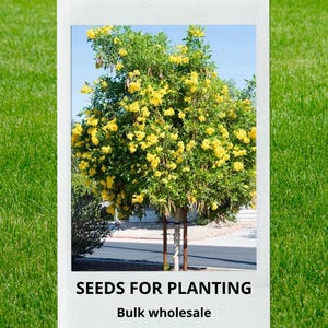 May include: A vibrant image of a tree with bright yellow flowers and green foliage, set against a clear blue sky. The image is framed within a white border, with the text "SEEDS FOR PLANTING" and "Bulk wholesale" at the bottom. The background is a green lawn.