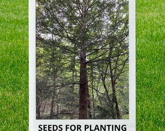 Bulk wholesale seeds for planting, Tsuga canadensis Northern seeds, Canadian Hemlock, Eastern Hemlock, lot 25 seeds