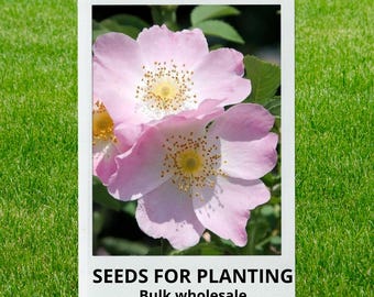 Bulk wholesale seeds for planting, Rosa canina var. Inermis seeds, Thornless Dog Rose, lot 21 seeds