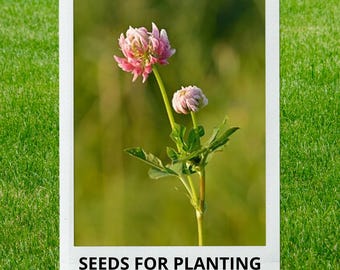 Bulk wholesale seeds for planting, Trifolium hybridum seeds, Alsike Clover, lot 1447 seeds