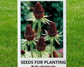 Bulk wholesale seeds for planting, Rudbeckia occidentalis seeds, Western Coneflower, lot 166 seeds