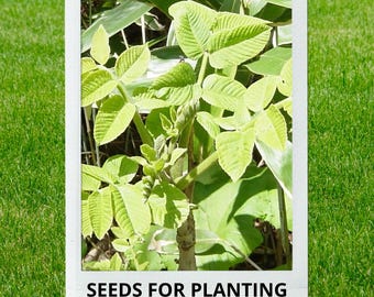 Bulk wholesale seeds for planting, Toxicodendron vernicifluum seeds, Chinese Lacquer, Varnish Tree, lot 25 seeds