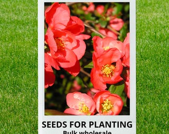 Bulk wholesale seeds for planting, Chaenomeles japonica seeds, Dwarf Flowering Quince, Dwarf Quince, Flowering Quince, lot 18 seeds