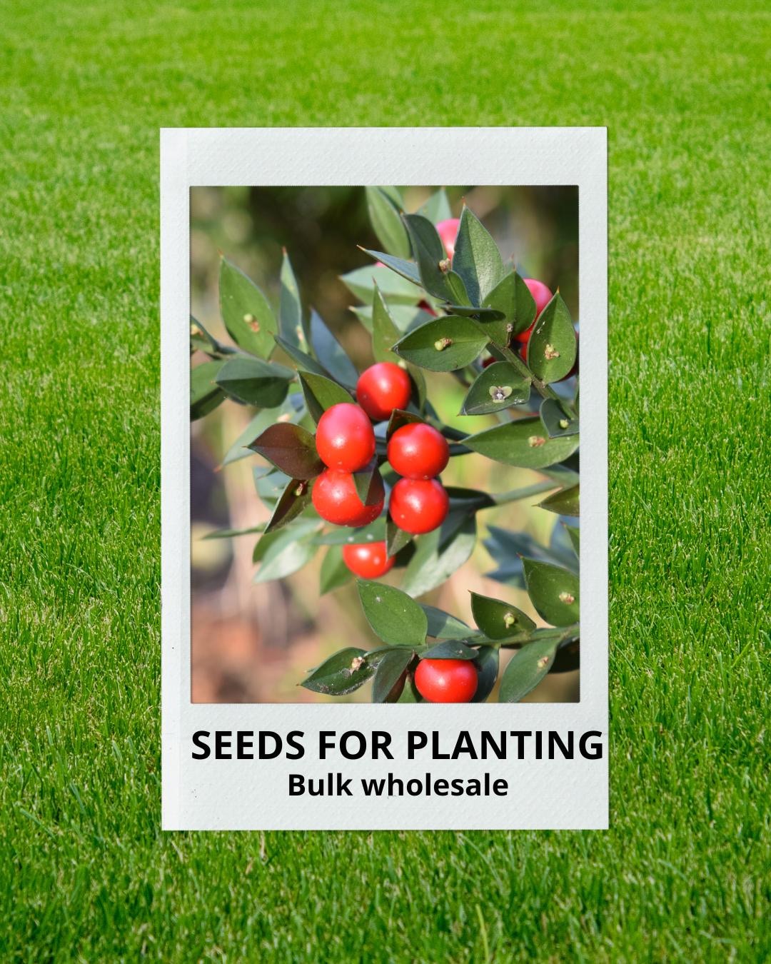 Ruscus Seeds Bulk Wholesale Seeds for Planting, Ruscus Aculeatus + Seeds, Butcher's ...
