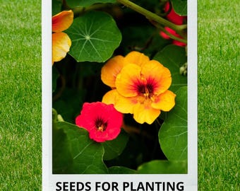 Bulk wholesale seeds for planting, Tropaeolum minus Dwarf Jewel seeds, Dwarf Jewel Nasturtium, Dwarf Nasturtium, lot 18 seeds