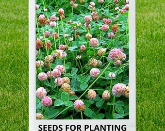 Bulk wholesale seeds for planting, Trifolium fragiferum Palestine seeds, Palestine Strawberry Clover, Strawberry Clover, lot 140 seeds