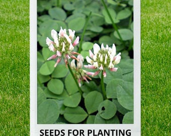 Bulk wholesale seeds for planting, Trifolium repens seeds, Dutch Clover, Irish Shamrock, True Irish Shamrock, White Clover, lot 160 seeds