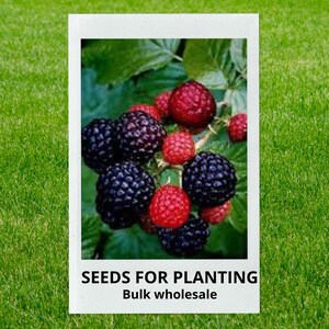 May include: A polaroid-style image featuring a cluster of ripe blackberries and raspberries. The berries range in color from deep purple to bright red. The text "SEEDS FOR PLANTING" and "Bulk wholesale" is printed at the bottom of the image.