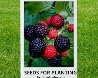 Bulk wholesale seeds for planting, Rubus occidentalis seeds, Black Raspberry, Blackcap Raspberry, Thimbleberry, lot 25 seeds