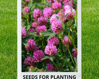 Bulk wholesale seeds for planting, Trifolium pratense Mammoth seeds, Mammoth Red Clover, Red Clover, lot 448 seeds
