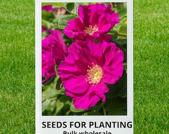 Bulk wholesale seeds for planting, Rosa rugosa seeds, Beach Tomato, Hedgehog Rose, Rugosa Rose, Saltspray Rose, Sand Rose, lot 19 seeds