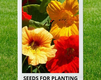 Bulk wholesale seeds for planting, Tropaeolum majus Single Mix seeds, Garden Nasturtium, Nasturtium, lot 10 seeds