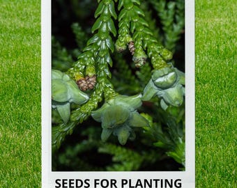 Bulk wholesale seeds for planting, Thujopsis dolabrata seeds, Asunaro, False Arborvirae, Hiba Arborvitae,  hiba cedar, lot 211 seeds