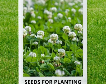 Bulk wholesale seeds for planting, Trifolium repens Ladino seeds, Ladino White Clover, White Clover, lot 166 seeds