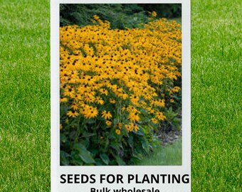 Bulk wholesale seeds for planting, Rudbeckia fulgida Goldstrum seeds, Orange Coneflower, Showy Coneflower, lot 47 seeds