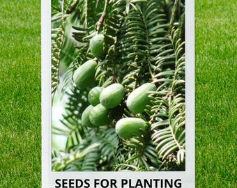 Bulk wholesale seeds for planting, Torreya grandis + seeds, Torreya grandis +, lot 8 seeds