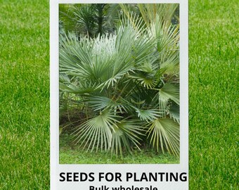 Bulk wholesale seeds for planting, Sabal mexicana + seeds, Mexican Palmeto, Rio Grande Palmetto, Texas PalmettoSabal minor, lot 12 seeds