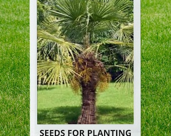 Bulk wholesale seeds for planting, Trachycarpus fortunei clean seed seeds, Chinese Windmill Palm, Chusan Palm, Windmill Palm, lot 13 seeds