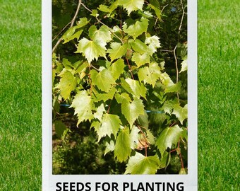 Bulk wholesale seeds for planting, Tilia mongolica seeds, Mongolian Lime, Mongolian Linden, lot 15 seeds