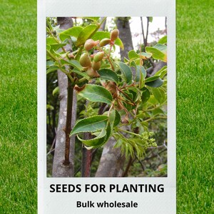 May include: A close-up of a plant with green leaves and small, light brown seed pods. The image is in a white frame with the text "SEEDS FOR PLANTING" and "Bulk wholesale" at the bottom. The background is green grass.