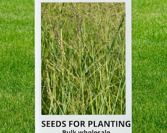 Bulk wholesale seeds for planting, Panicum amarum seeds, Bitter Panicgrass, bitter panicum, lot 61 seeds
