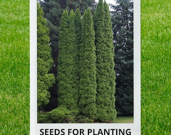Bulk wholesale seeds for planting, Thuja occidentalis seeds, American Arborvitae, Arborvitae, Eastern Arborvitae, lot 62 seeds