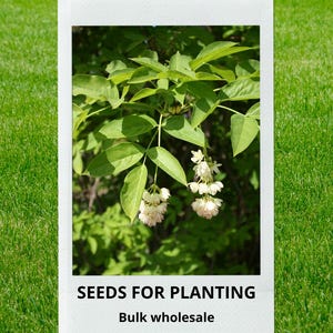 May include: A close-up of a polaroid-style image featuring green leaves and white flowers. The image is set against a backdrop of green grass. The text "SEEDS FOR PLANTING" and "Bulk wholesale" is printed at the bottom of the image.