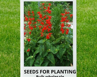 Bulk wholesale seeds for planting, Salvia coccinea seeds, Blood Sage, Scarlet Sage, Tropical Sage, Texas sage, lot 45 seeds
