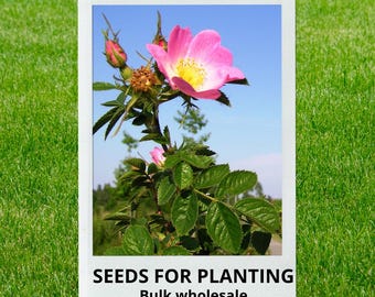 Bulk wholesale seeds for planting, Rosa rubiginosa seeds, Eglantine Rose, Sweet Briar, Sweet-Brier, lot 11 seeds