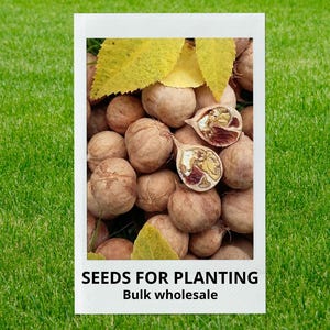 May include: A polaroid-style image featuring a pile of light brown seeds, some halved to reveal the interior. Yellow leaves are interspersed among the seeds. The text "SEEDS FOR PLANTING" and "Bulk wholesale" is at the bottom.