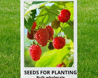 Bulk wholesale seeds for planting, Rubus idaeus seeds, European Raspberry, Framboise, Red Raspberry, European red raspberry, lot 92 seeds
