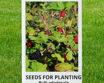 Bulk wholesale seeds for planting, Rubus allegheniensis seeds, Allegheny Blackberry, Blackberry, lot 26 seeds