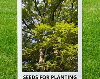 Bulk wholesale seeds for planting, Toona sinensis seeds, Chinese Mahogany, Chinese Toon, Red Toon, lot 37 seeds