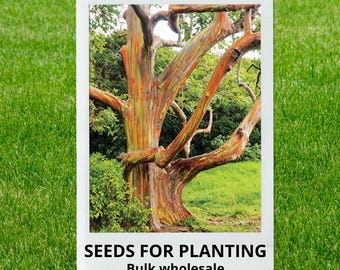 Bulk wholesale seeds for planting, Eucalyptus deglupta seeds, Indonesian Gum, Mindanao Gum, Rainbow Eucalyptus, Rainbow Gum, lot 165 seeds