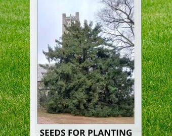 Bulk wholesale seeds for planting, Torreya nucifera seeds, Japanese Nutmeg-Yew, Japanese Torreya, Kaya, lot 5 seeds