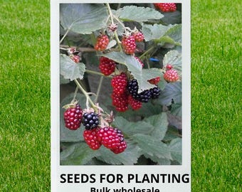 Bulk wholesale seeds for planting, Rubus ursinus seeds, California Blackberry, Pacific Blackberry, Trailing Blackberry, lot 34 seeds