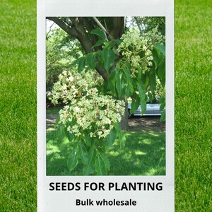 May include: A photograph of a tree branch with green leaves and clusters of small white flowers. The image is framed in a white border with the text "SEEDS FOR PLANTING" and "Bulk wholesale" at the bottom.