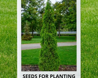 Bulk wholesale seeds for planting, Thuja occidentalis Pyramidalis seeds, Pyramidal American Arborvitae, Pyramidal Arborvitae, lot 30 seeds