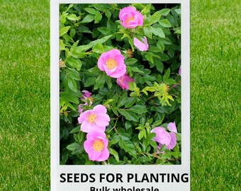 Bulk wholesale seeds for planting, Rosa virginiana seeds, Common Wild Rose, Prairie Rose, Virginia Rose, lot 35 seeds