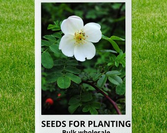 Bulk wholesale seeds for planting, Rosa sericea seeds, Silky Rose, Winged Thorn Rose, lot 28 seeds